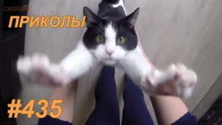 Приколы июнь 2019 №435