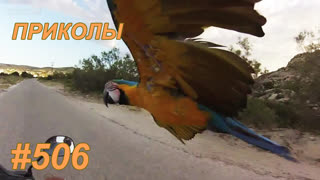 Приколы август 2019 №506