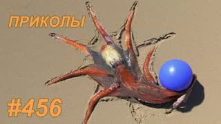 Приколы июнь 2019 №456