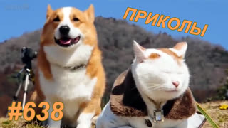 Приколы декабрь 2019 №638